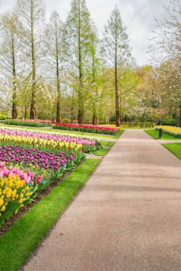 5 Really Cool Amsterdam Tulip Tours For 2026 22 A paved path with colorful tulip beds on either sight is one of the familiar sights during the Amsterdam Tulip tours.