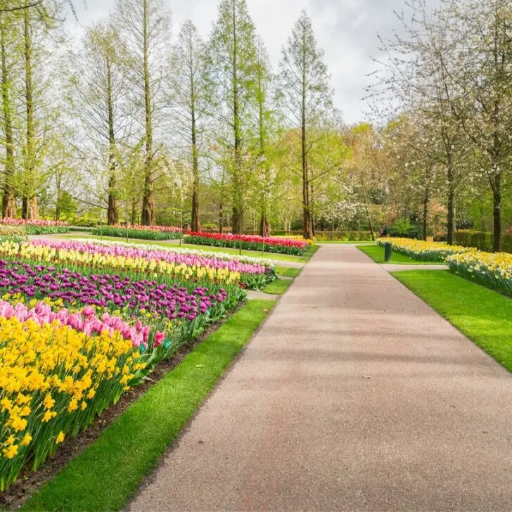 A paved path with colorful tulip beds on either sight is one of the familiar sights during the Amsterdam Tulip tours.