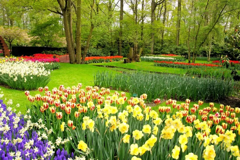 Yellow, purple, white and red tulip beds in the Keukenhof gardens. Something that you will see when you catch one of the Amsterdam tulip tours.