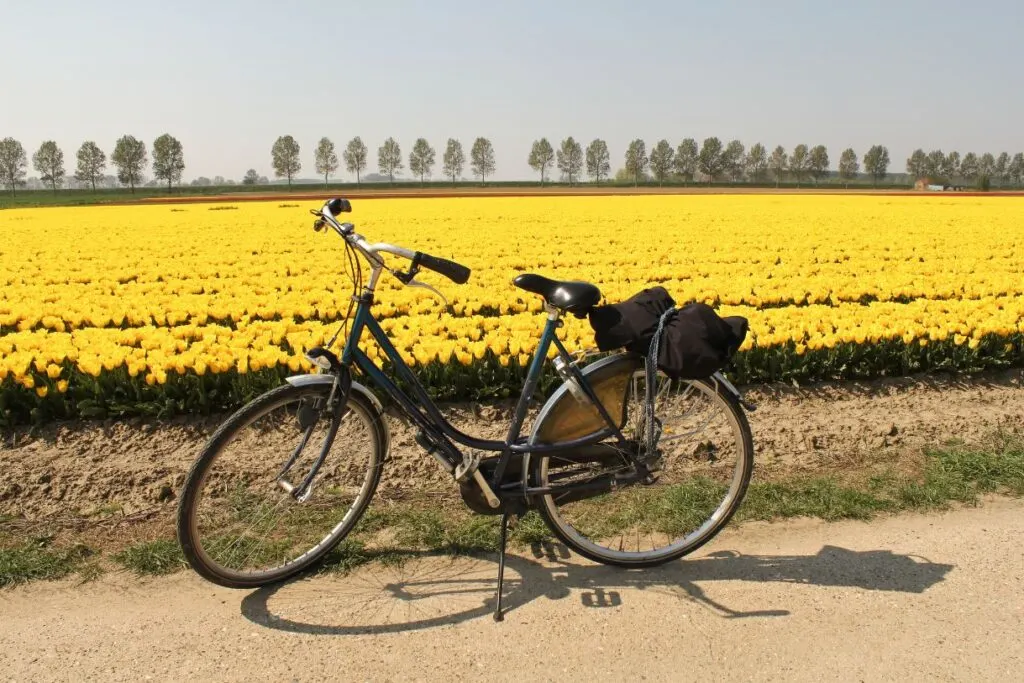A cycle parked at the side of the yellow tulip fields. Cycling Amsterdam tulip tours are always a great idea.