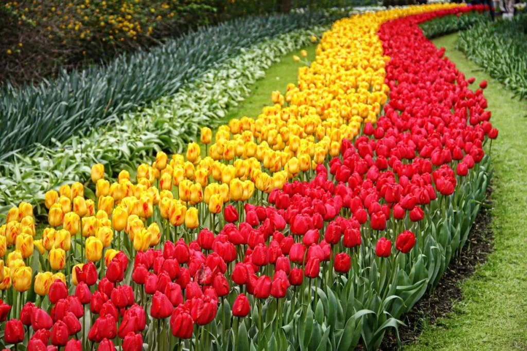 Rows of yellow and red tulips which you can see if you take one of the Amsterdam tulip tours.