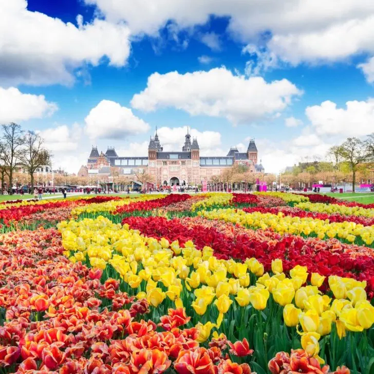 Tulips in the museum quarter in Amsterdam