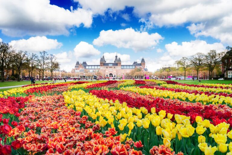 Tulips in the museum quarter in Amsterdam