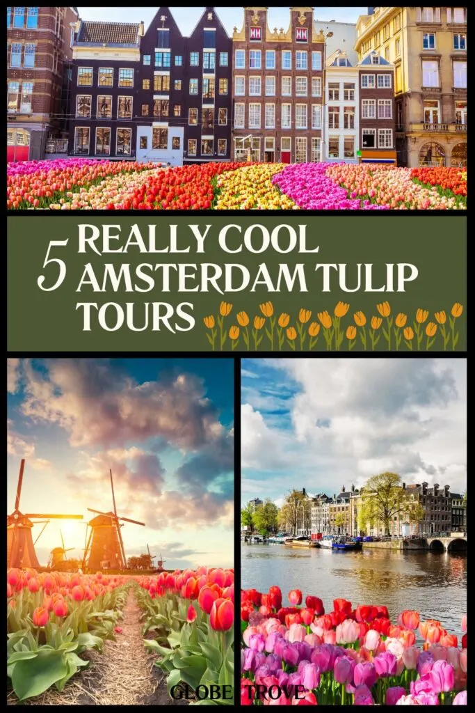 Amazing Amsterdam tulip tours
