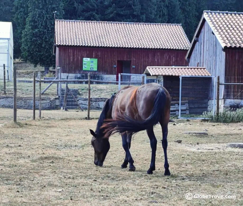 one of the horses in Boticas Parque in Portugal